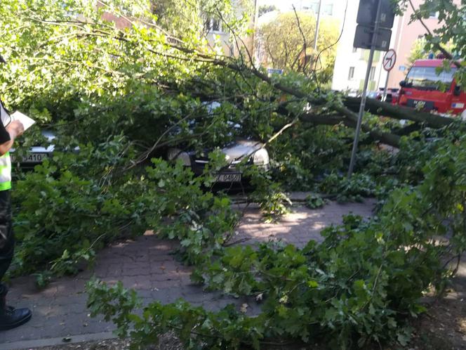 Zrobiony w żołądź