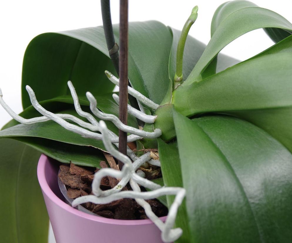 Storczyk Pahalaenopsis