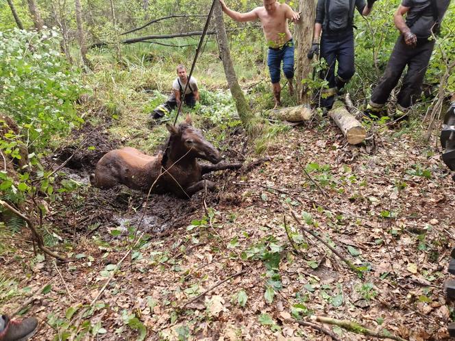 Nietypowe interwencje służb. Strażacy-ochotnicy uratowali stado koni, a strażnicy miejscy sarenki