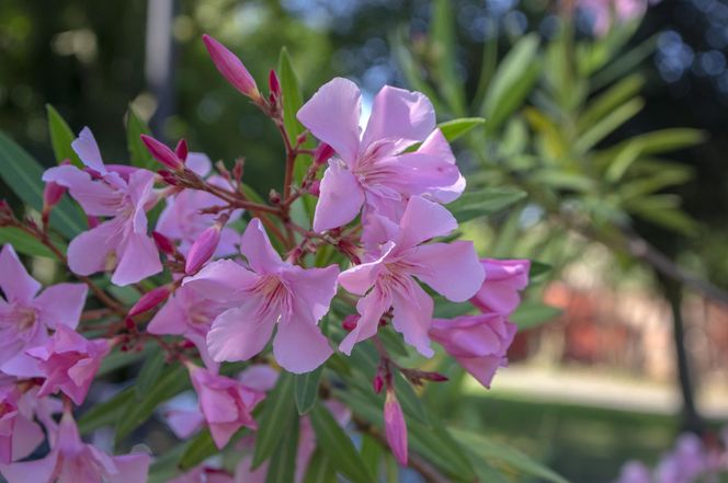 Oleander