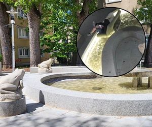 Wpakowali się do fontanny z... wersalką. Sprawę zgłoszono policji, filmik obiega sieć