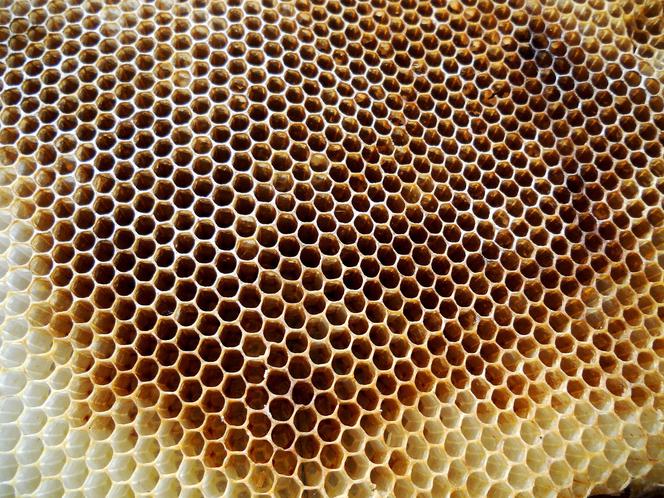 Wosk pszczeli