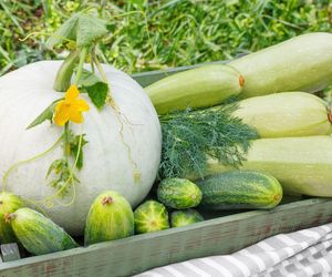 Dlaczego cukinia bywa gorzka? Co sprzyja gorzknieniu cukinii i ogórków? Sprawdź, czy można  coś z tym zrobić