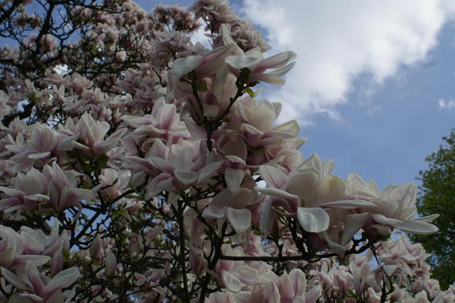 Szlak Magnolii w Cieszynie to największa atrakcja wczesnej wiosny