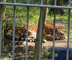 Zaglądamy do mieszkańców bydgoskiego ZOO. Kto mieszka w sercu Myślęcinka?