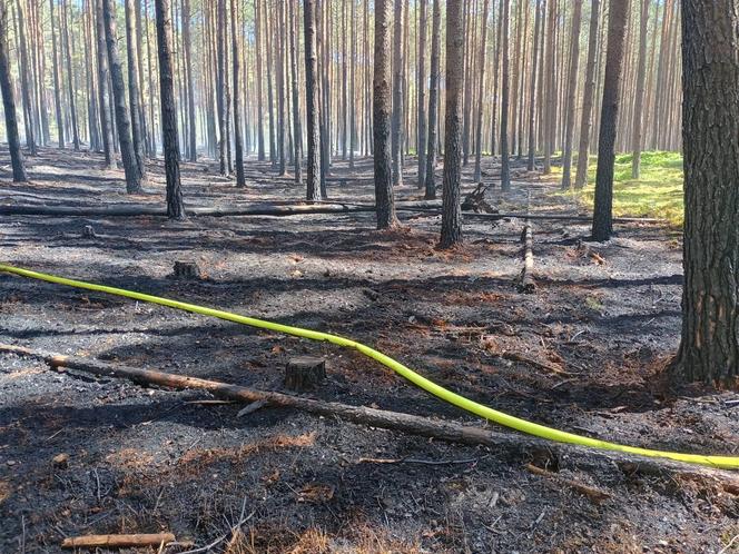 Pożar w Borach Tucholskich. Park Narodowy ostrzega! "Występuje duże zadymienie"