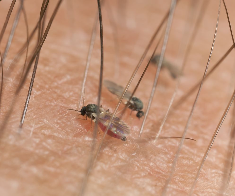 Meszki: jak się przed nimi bronić?