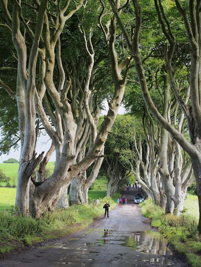 The Dark Hedges w Irlandii Północnej 