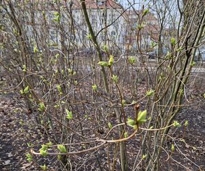 Park Kochanowskiego w Bydgoszczy, czyli serce bydgoskiej Dzielnicy Muzycznej!