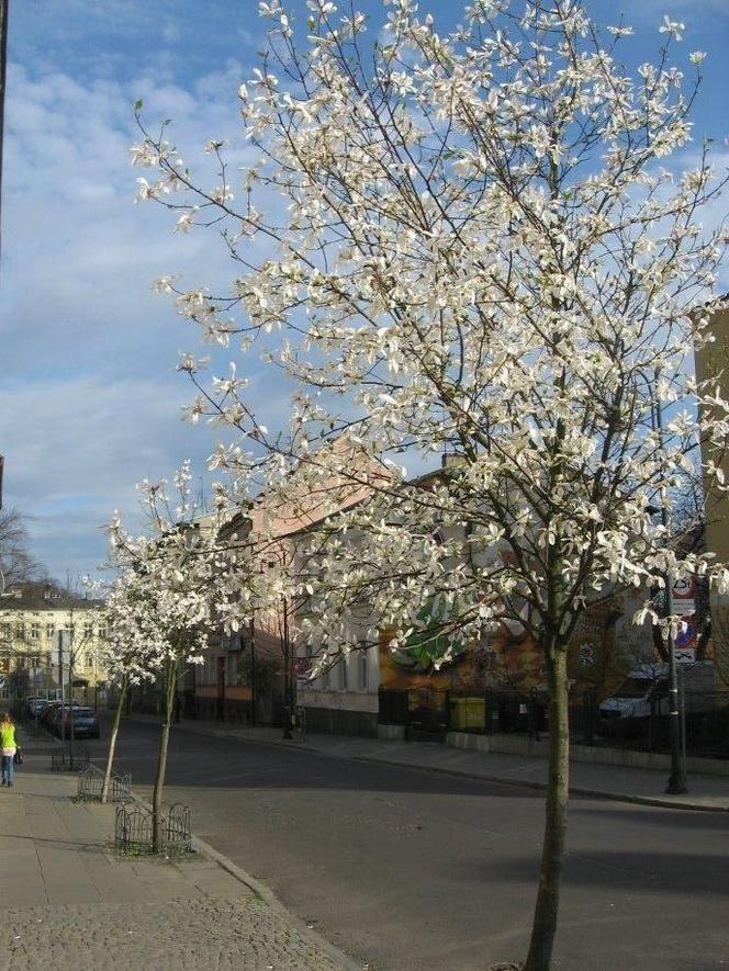 ul. Piotra Skargi, magnolia japońska