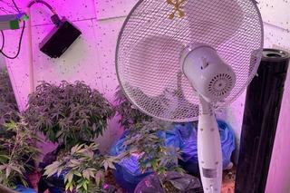 Breaking Bed w mazurskim miasteczku. Mężczyzna zrobił plantację konopi… w przyczepie [ZDJĘCIA]