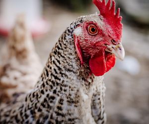 Daniel prowadzi kuroterapię. Wyjaśnia, dlaczego jest wyjątkowa 