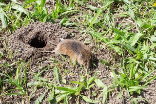 Wlej do dziur w ziemi, a nornice wyniosą się raz na zawsze. Działa na nie jak odstraszacz. Sposób na nornice 