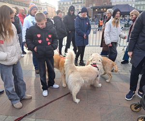 33. Finał WOŚP z grupą krakowskich Golden Retrieverów