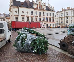 Na rzeszowskim Rynku rozpoczął się montaż świątecznej choinki 