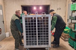 Z piekła do azylu! Uratowana niedźwiedzica Poca zaczyna nowe życie w Poznaniu