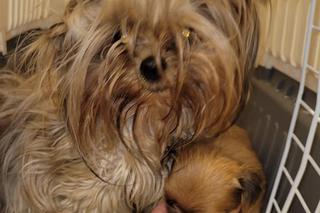 24 psy na… 13 metrach kwadratowych w pseudohodowli pod Krakowem. Właścicielka znęcała się nad zwierzętami i groziła samobójstwem