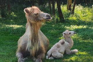 W warszawskim zoo urodził się wielbłąd Maniek. Ma zaskakująco jasny kolor wełny! [ZDJĘCIA]