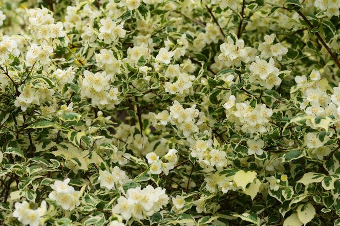 Jaśminowiec wonny 'Variegatus' - Philadelphus coronarius 'Variegatus'