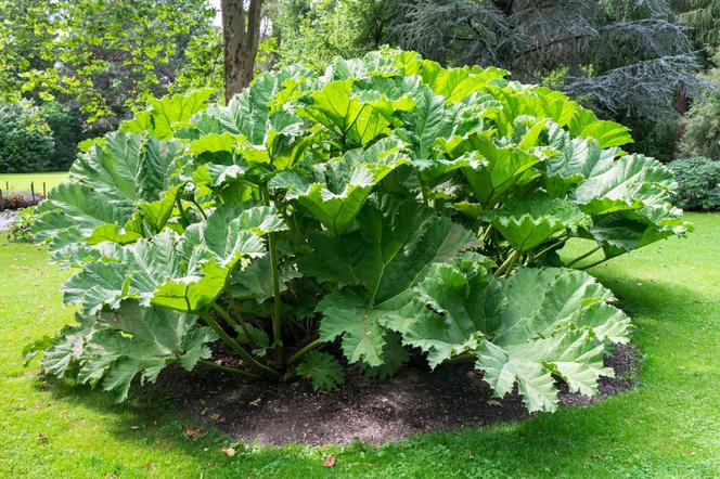 Gunnera olbrzymia