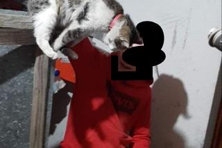 Młodzi ludzie znęcali się nad kotami 