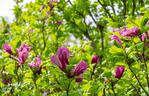 Magnolia 'Susan'