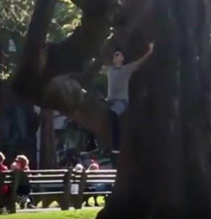 Justin Bieber na drzewie