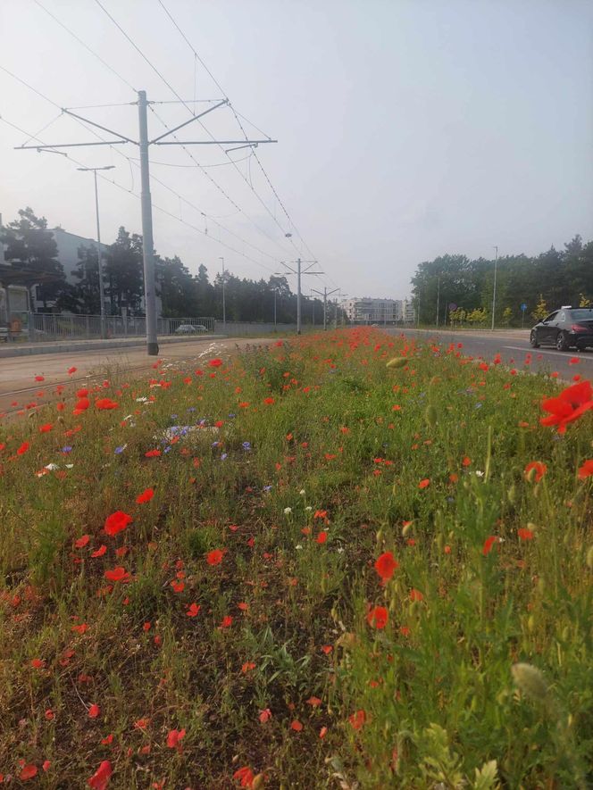 Kwietne łąki w Toruniu. MZK chwali się estetycznymi i ekologicznymi walorami