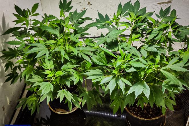 W sumie znaleziono około 240 krzewów marihuany
