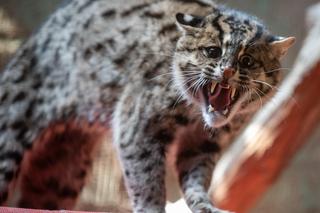 Nowi mieszkańcy łódzkiego zoo. W Orientarium zamieszkały drapieżne koty