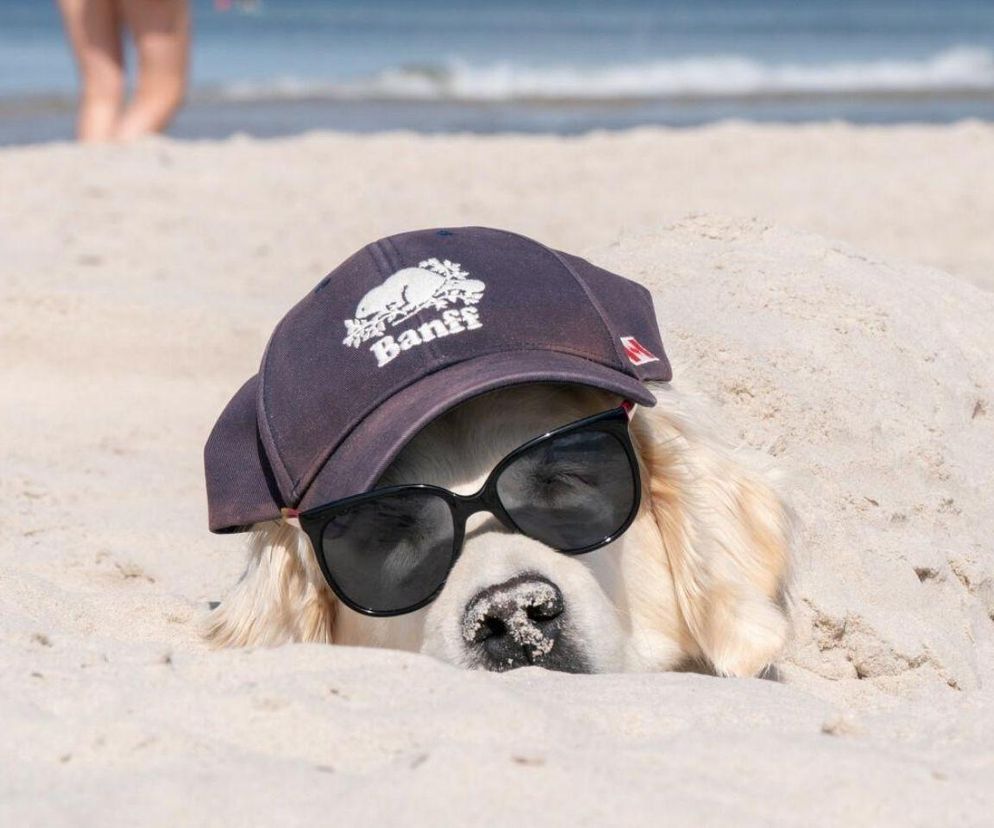 Zakaz psów na plażach? W tym mieście pospacerujesz z pupilem po złotym piasku latem