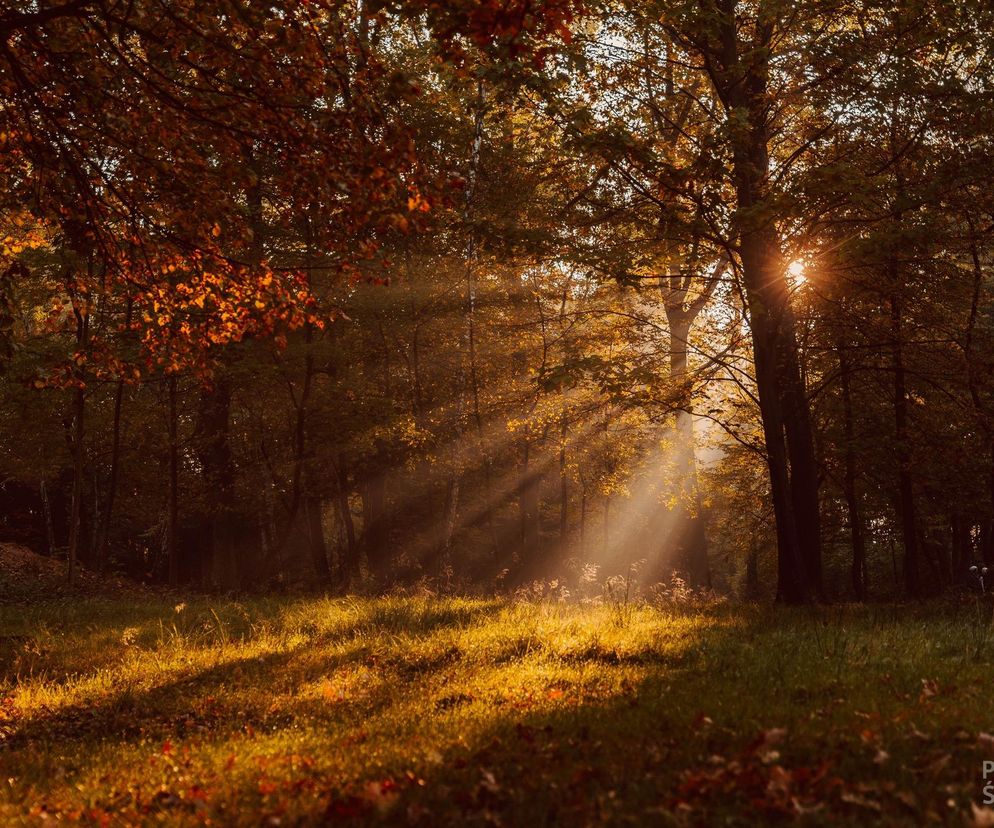 Park Śląski jesienią