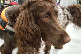 Tysiące psów i odwiedzających. II Międzynarodowa wystawa Psów Rasowych odbyła się w Bydgoszczy