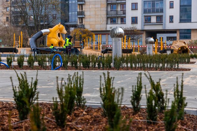 Pierwsze drzewa w parku nad obwodnicą na Ursynowie