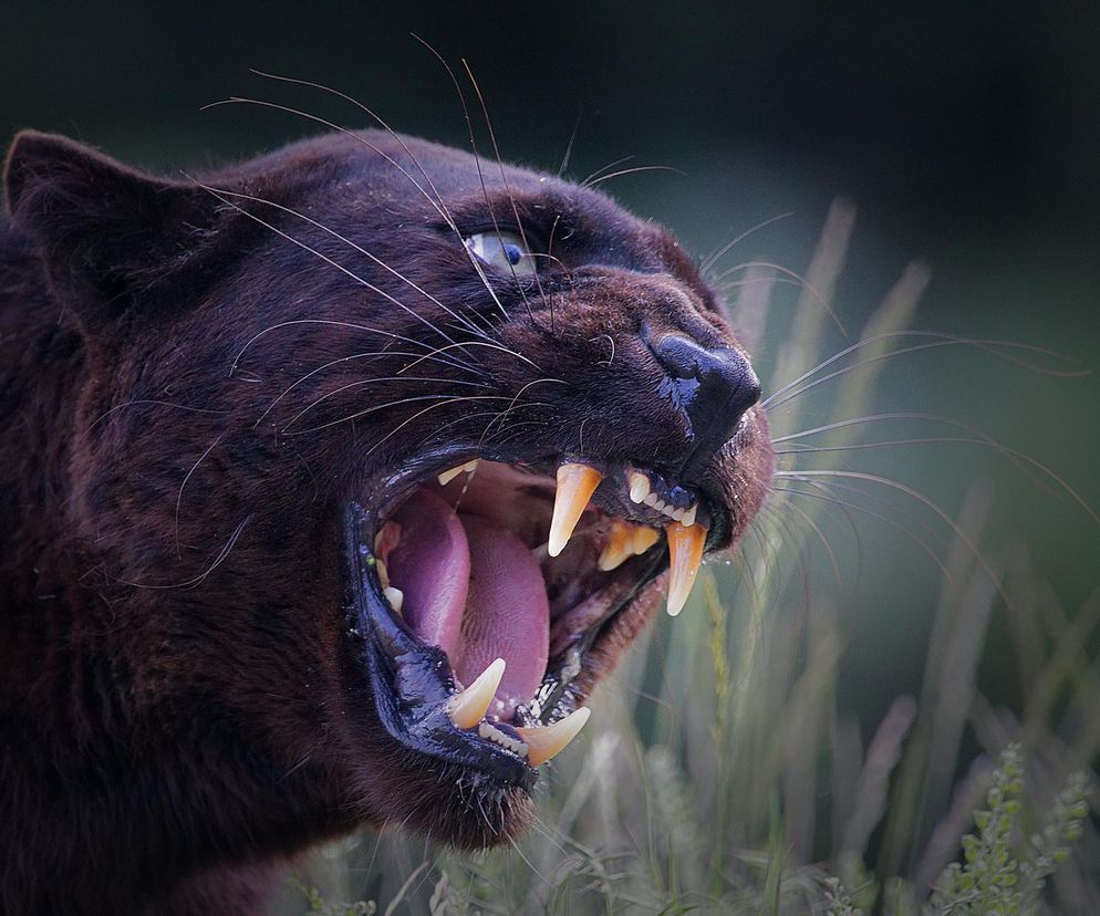 Dzika puma na wolności?! Naukowcy pokazują niezbite dowody