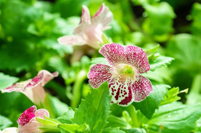 Kroplik ogrodowy - Mimulus hybridus