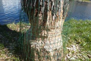 Ratusz zamontował specjalne siatki na obgryzionych przez bobry drzewach