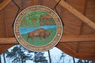 Pokazowa Zagroda Żubrów w Krajewie już otwarta. Nowa atrakcja przyciągnie tłumy turystów! [ZDJĘCIA]