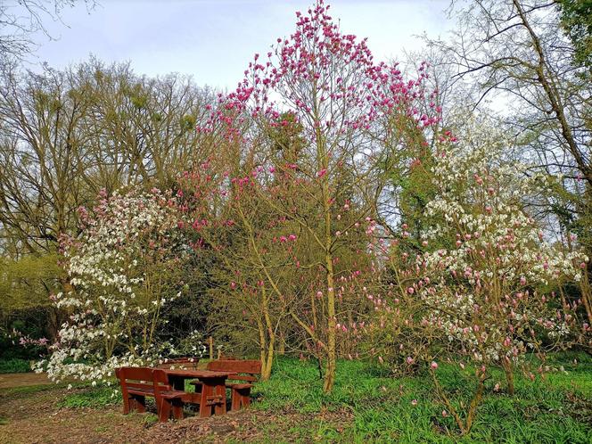 Piękne magnolie pod Poznaniem