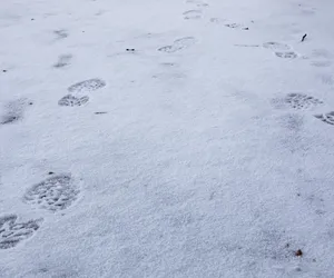 Śnieżyca ZASYPIE Polskę! Eksperci biją na alarm, nadciąga armagedon