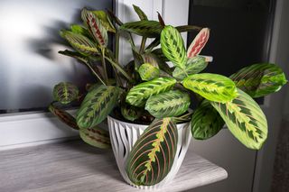 Liście tej rośliny są niezwykłe nie tylko z wyglądu. Poznaj marantę!