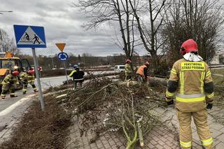 Ogromne zniszczenia przez wichury. Od poniedziałku wiatr nieco osłabnie