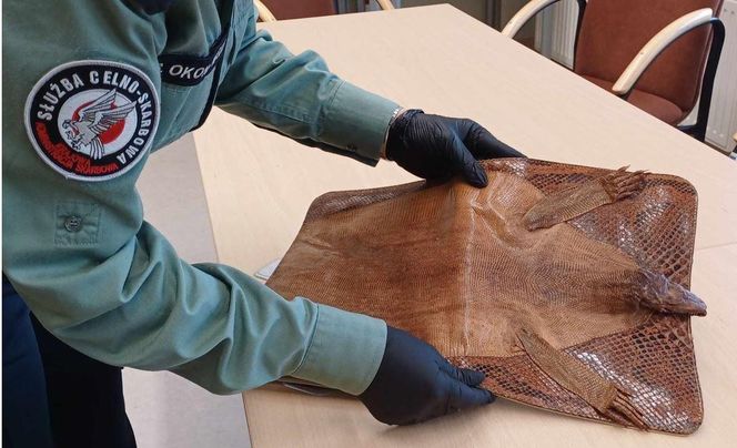 Egzotyczne znalezisko na granicy Podkarpacia 