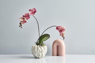 Storczyk Phalaenopsis