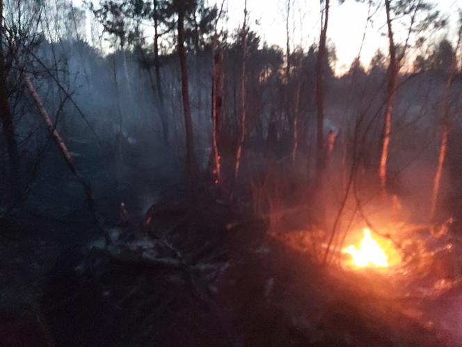 Wyciągnęli padalca z pożogi