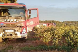 Awionetka spadła na pole borówek. Pilot nie żyje