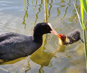 Ptasi Bufet nad bydgoskim Balatonem. Tak mieszkańcy karmią z głową!