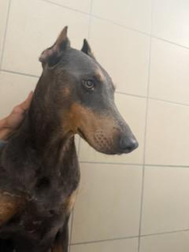 Skandal w pseudohodowli pod Krakowem! Psy żyły we własnych odchodach. Właścicielce grozi więzienie