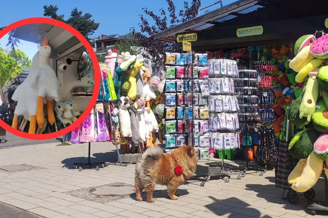 Ta zabawka stała się hitem nad morzem! O co chodzi z Gęsią Pipą?