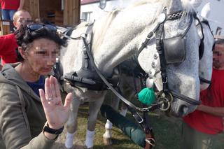 Poranione konie SKRZATUSZ